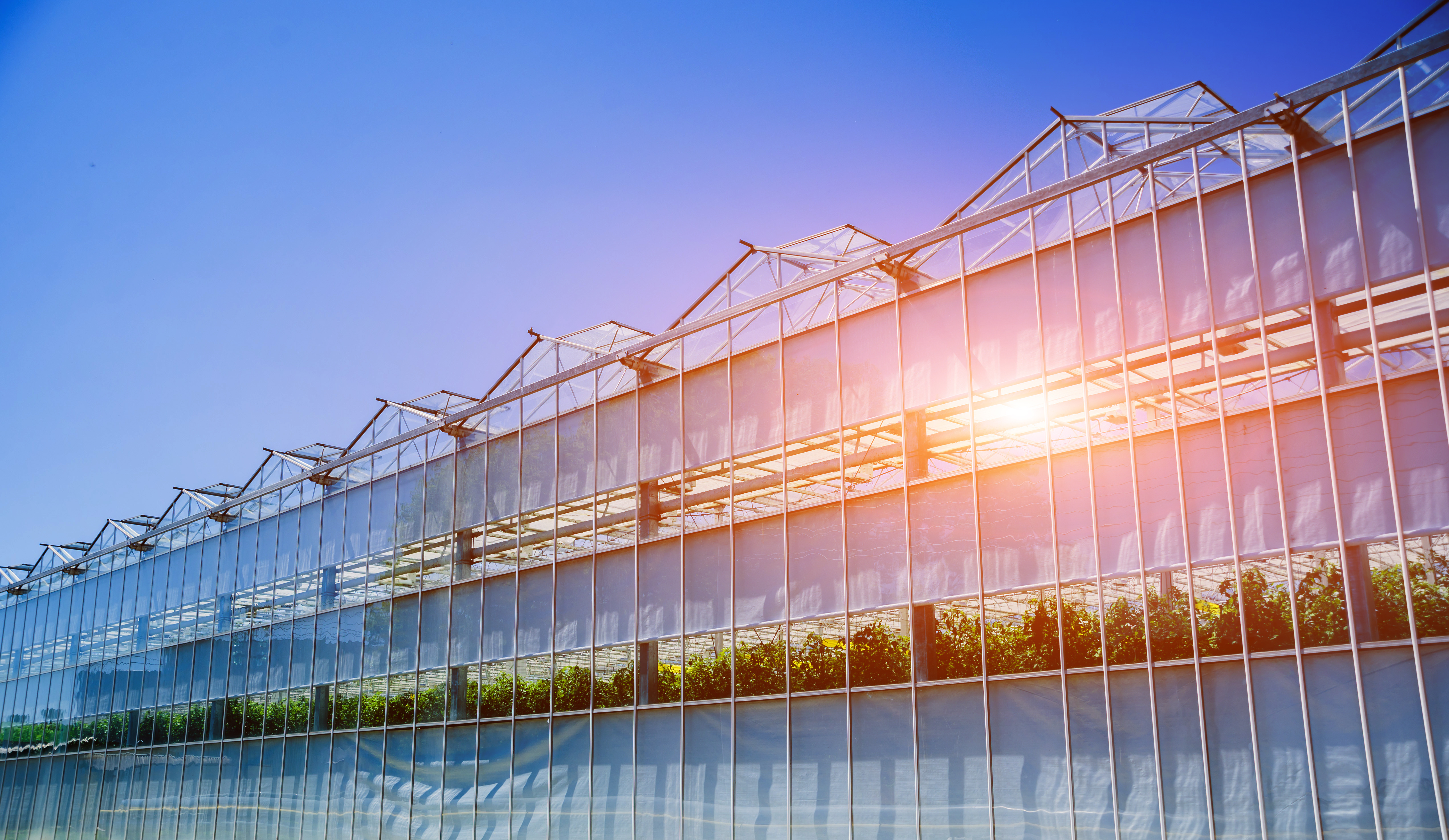 Commercial greenhouse exterior at sunrise