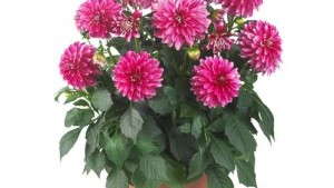 ‘Dahlinova Hypnotica Cherish Pink’ from Fides