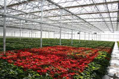 Olson’s, Rancho Tissue Earn VeriFlora Certification