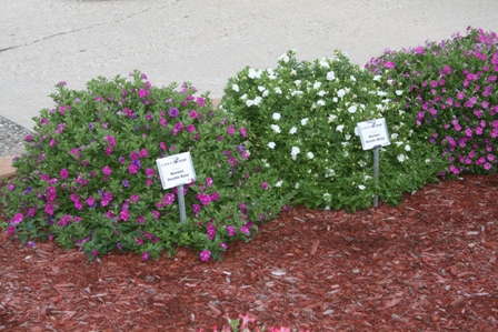 Slideshow: Pell Greenhouses