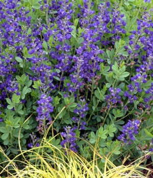 PPA Names Its 2010 Plant Of The Year