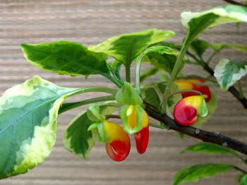 Hort Couture Introduces New Impatiens