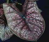 Cool New Caladiums
