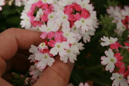 Verbena: Finished Production Tips