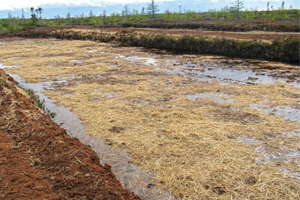 The Peat Report: Breaking Down Bog Restoration