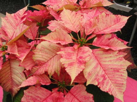 Poinsettia Variety Favorites Of 2010