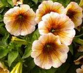 Up Close On: ‘CrÃ¨me Brulée’ Petunia