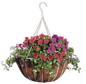 Basket Bonanza!