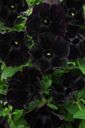 Sneak Preview: Ball Horticultural Co.’s 2010 Varieties
