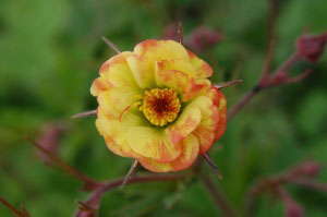 Intrinsic Perennial Gardens Introduces ‘Tequila Sunrise’ Geum