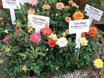 Greenheart Farms Getting Out Of Cyclamen Business