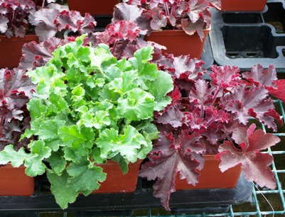 Breeding Synergies At Kieft