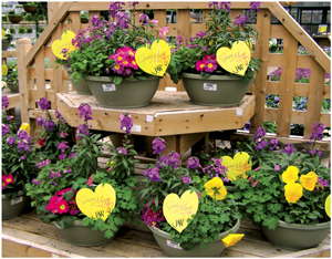 Springing Into Bloom
