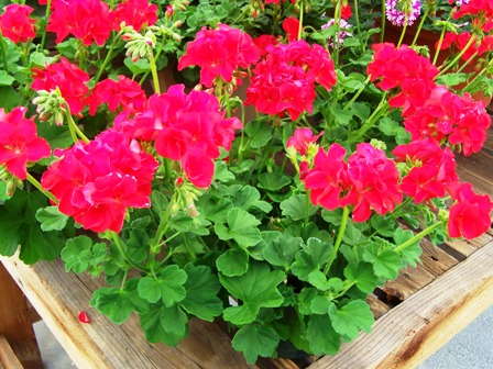 Allan’s Picks At Ecke Ranch