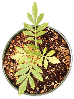 Understanding Plant Nutrition: Low Media-EC