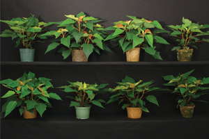 Biocontainers For Long-Term Crops