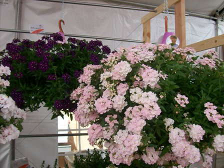 Spring Trials Slideshow Day 4: Greenheart Farms and Dömmen