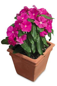 Tips For Producing Vincas