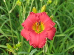 New Early, Hardy Daylily