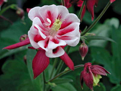 Production Tips For Top Performers: Aquilegia vulgaris