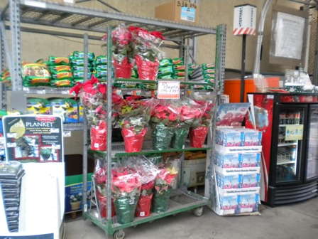 North Florida Poinsettia Retail Report