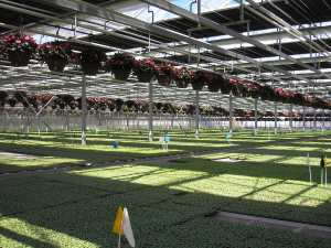 Van de Wetering Greenhouses, Inc.