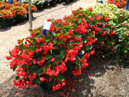 Big Begonia’s Online Home