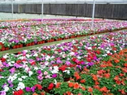 Kawahara Nurseries Inc.