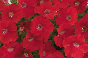 Up Close On Ray Petunia