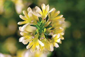 Scaevola ‘Suntastic’: 2010 Medal Of Excellence and Editor’s Choice Nominee