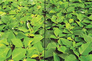 Understanding Plant Nutrition: Poinsettias