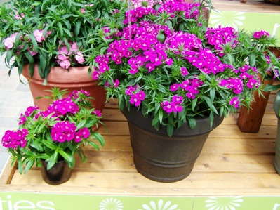 Spring Trials Slideshow Day 5: Syngenta Flowers, Oro Farms, Danziger