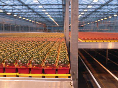 Growing Green: Shades Of Green