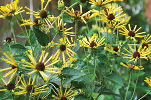 Five Perennials To Consider