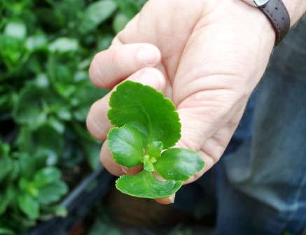 Top Cuttings Producers Reveal Offshore Production Is Expanding