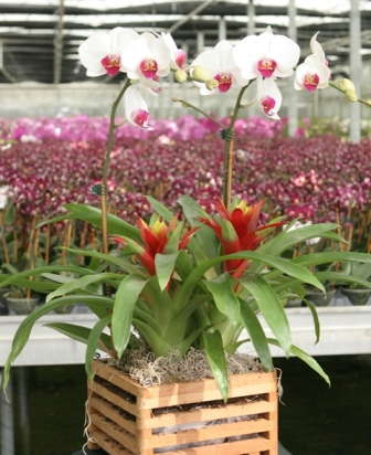 A Glance At An IPM Program