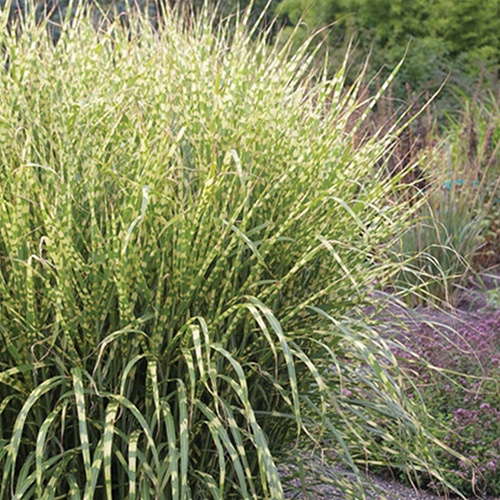 Emerald Coast Debuts Miscanthus ‘Gold Breeze’