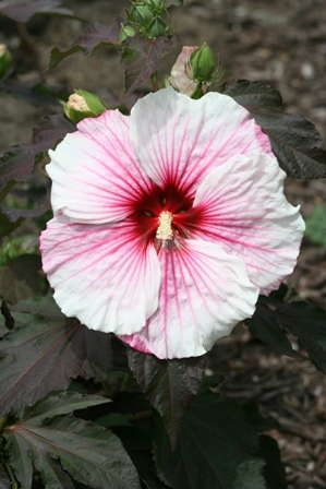 Fleming’s Hardy Hibiscus