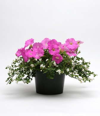 Fuseables Multi-Pelleted Seed Produces Instant Mixed Containers