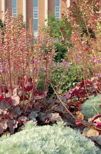 Breeding A Stronger Heuchera