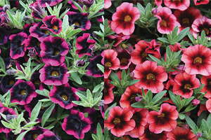 Punch Superbells Calibrachoas: 2010 Medal Of Excellence Nominee