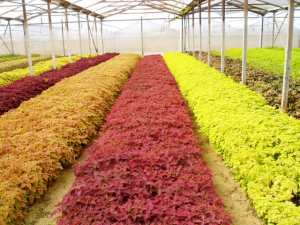 Grolink Plant Company, Inc.