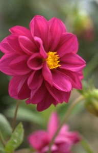 P. Allen’s Favorites In New Bulb Collection