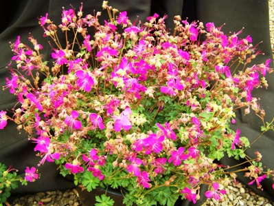 Allan’s Picks From Island View Nursery