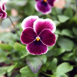 Pansy ‘Nature Rose Picotee’ From American Takii