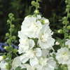 Voila… Hollyhocks And Violas from Sahin