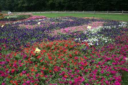 Slideshow: Sponsored Beds At Raker Trial Gardens