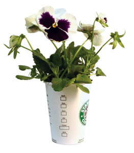 Starbucks (aka Fivebucks) & Vera Wang