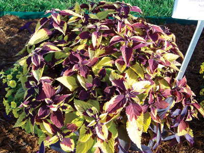 New Varieties Guide 2009: GroLink