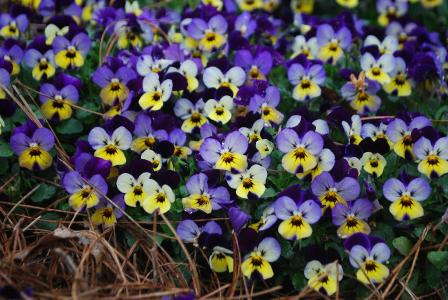 Pansies And Violas: Lots Of Great Breeding
